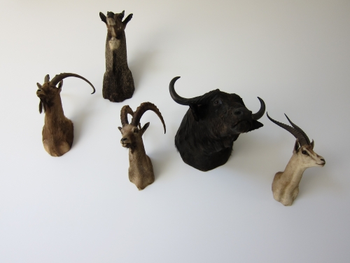 taxidermy-001.JPG.jpg