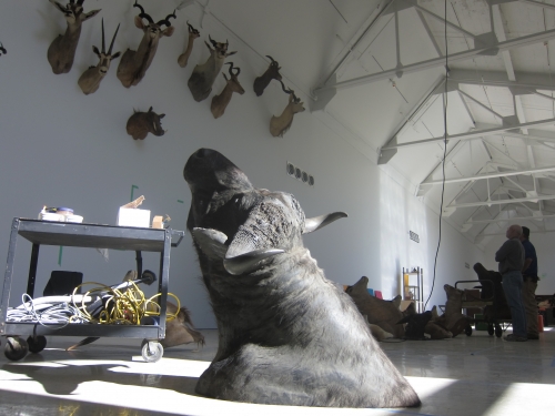 taxidermy-006.JPG.jpg